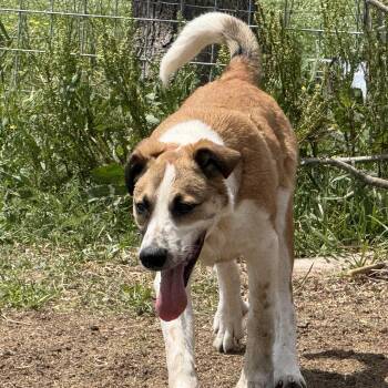 German Shepherd Dog and Basset Hound Dogs Available for Adoption in Houston, Texas - Maximus-FORT MAX | PetCurious