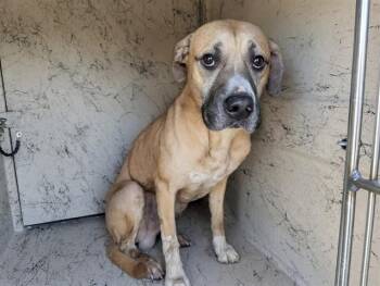 Black Mouth Cur and Mixed Breed Dogs Available for Adoption in Rowlett, Texas - CARPENTER | PetCurious