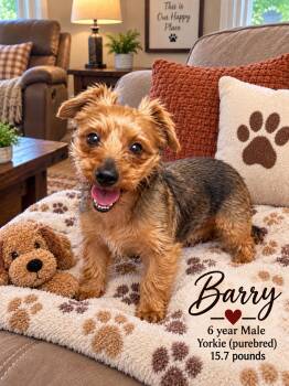 BARRY - 6 YEAR MALE YORKIE - PETCO, 5011 E. RAY ROAD, PHX 85044  -  Yorkshire Terrier Dog for Adoption in Mesa, Arizona - BARRY - 6 YEAR MALE YORKIE - PETCO, 5011 E. RAY ROAD, PHX 85044  | PetCurious
