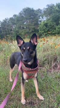 Maya -  German Shepherd Dog Dog for Adoption in Humble, Texas - Maya | PetCurious