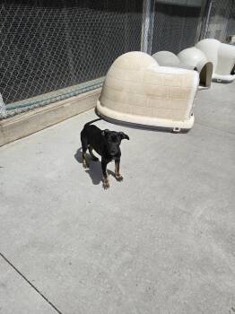 Mixed Breed Dogs Available for Adoption in Maquoketa, Iowa - Randy | PetCurious