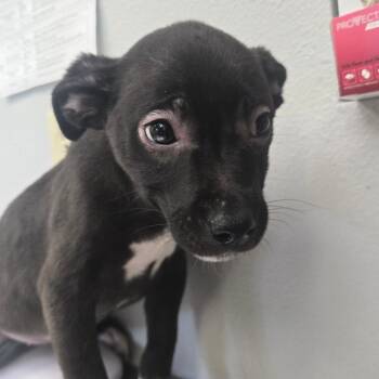 Terrier Dogs Available for Adoption in San Jacinto, California - Valkyrie | PetCurious