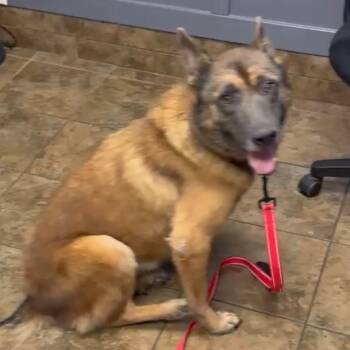 Rescue German Shepherd Dog and Cattle Dog Dogs for Adoption in Van Horne, Iowa - Bandit 6/2023 | PetCurious