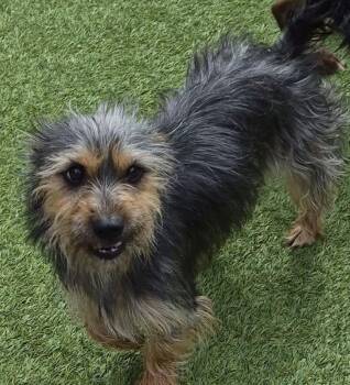 Yorkshire Terrier Dogs Available for Adoption in Carrollton, Texas - Crystal | PetCurious
