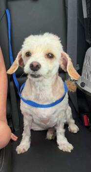 Lilly -  Havanese Dog for Adoption in Deltona, Florida - Lilly | PetCurious