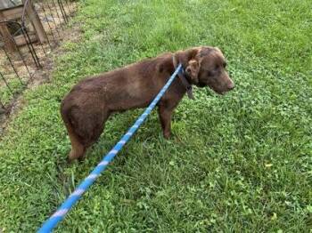 Mocha -  Mixed Breed Dog for Adoption in Columbus, Indiana - Mocha | PetCurious