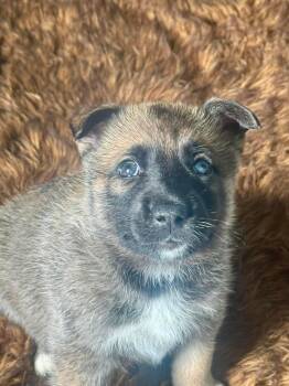 Husky Dogs Available for Adoption - Yukon | PetCurious