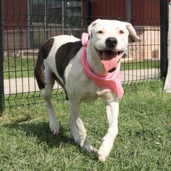 Rescue American Staffordshire Terrier Dogs for Adoption in San Antonio, Texas - BOBA | PetCurious