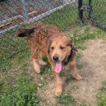 Toffee -  Welsh Terrier Dog for Adoption in Stafford, Virginia - Toffee | PetCurious