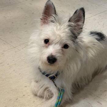 Mixed Breed Dogs Available for Adoption - Moe | PetCurious