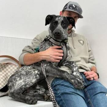 Australian Cattle Dog Blue Heeler and Mixed Breed Dogs Available for Adoption in Alma, Wisconsin - Boone | PetCurious