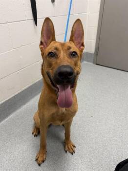 BOOPS MCGEE -  German Shepherd Dog Dog for Adoption in Indianapolis, Indiana - BOOPS MCGEE | PetCurious