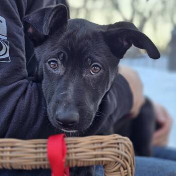 Labrador Retriever and Great Pyrenees Dogs Available for Adoption - A’ja | PetCurious