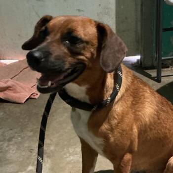 Cinnamon -  Mixed Breed and Beagle Dog for Adoption in Durant, Oklahoma - Cinnamon | PetCurious