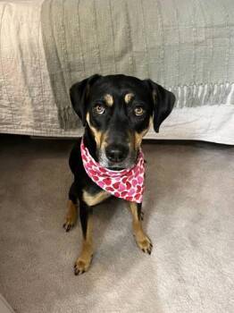 Brianna -  Retriever and Mixed Breed Dog for Adoption in Wilmington Island, Georgia - Brianna | PetCurious