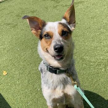 Priya -  Cattle Dog and Australian Cattle Dog Blue Heeler Dog for Adoption in La Grange, Kentucky - Priya | PetCurious