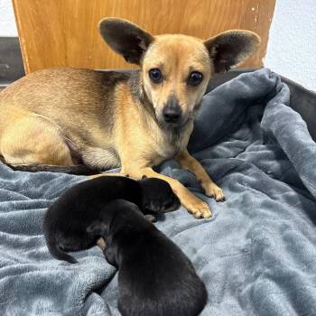 Chihuahua Dogs Available for Adoption in Chico, California - DIXIE | PetCurious