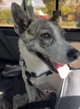 Mixed Breed Dogs Available for Adoption in Portland, Oregon - Jackie | PetCurious