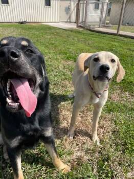 Rescue Labrador Retriever Dogs for Adoption in Spring, Texas - Brandi (female Lab) | PetCurious