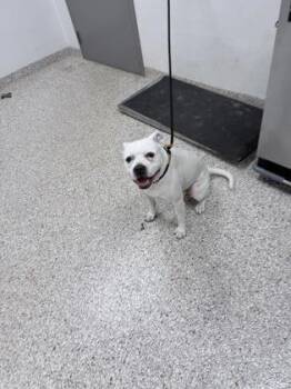 Terrier and Mixed Breed Dogs Available for Adoption in Gastonia, North Carolina - Missy | PetCurious