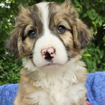 Australian Shepherd Dogs Available for Adoption in Pelham, New Hampshire - Bowtie  | PetCurious