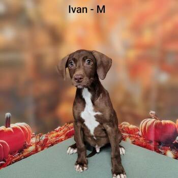 Ivan -  Retriever and Mixed Breed Dog for Adoption in Griswold, Connecticut - Ivan | PetCurious
