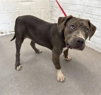 BRIE -  Pit Bull Terrier Dog for Adoption in San Bernardino, California - BRIE | PetCurious