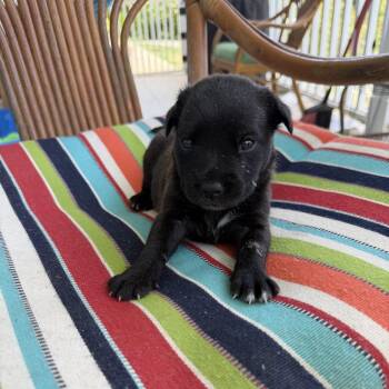 Emma -  Mixed Breed Dog Available for Adoption in Frederiksted, St. Croix - Emma | PetCurious