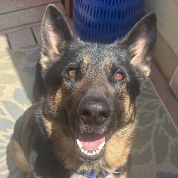 Blaze(26-123) -  German Shepherd Dog Dog for Adoption in New Ringgold, Pennsylvania - Blaze(26-123) | PetCurious