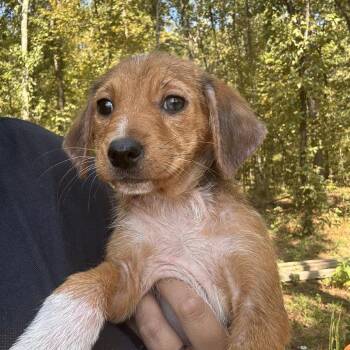 Copper -  Australian Cattle Dog Blue Heeler Dog for Adoption in Lake Jackson, Texas - Copper | PetCurious