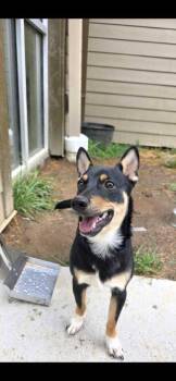 Ledger -  Miniature Pinscher and Mixed Breed Dog for Adoption in Sevierville, Tennessee - Ledger | PetCurious