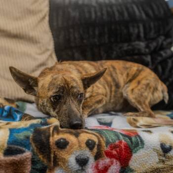 Bullet -  Chihuahua and Dachshund Dog Available for Adoption in Pawling, New York - Bullet | PetCurious
