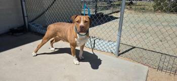 Pit Bull Terrier and Boxer Dogs Available for Adoption in California City, California - Carmel | PetCurious