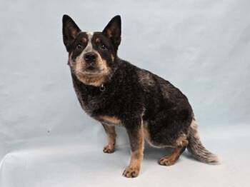 Lilo -  Australian Cattle Dog Blue Heeler and Cattle Dog Dog for Adoption in Golden Valley, Minnesota - Lilo | PetCurious