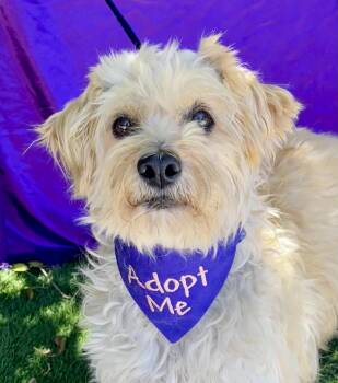 HARPER -  Poodle Dog for Adoption in Rowland Heights, California - HARPER | PetCurious