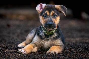 Joe -  German Shepherd Dog Dog for Adoption in Red Wing, Minnesota - Joe | PetCurious