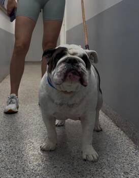Bubba -  English Bulldog Dog Available for Adoption in Miami Shores, Florida - Bubba | PetCurious