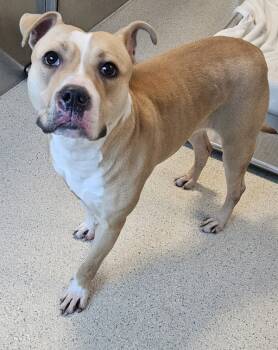 Rescue Mixed Breed Dogs for Adoption in Pontiac, Michigan - Sosa | PetCurious