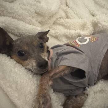 ALPHARETTA - Bunny -  Chihuahua Dog for Adoption in Blairsville, Georgia - ALPHARETTA - Bunny | PetCurious
