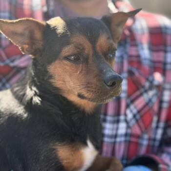 Chihuahua Dogs Available for Adoption in Campton Hills, Illinois - Poppy | PetCurious