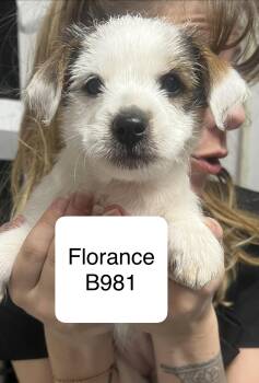 Shih Tzu and Terrier Dogs Available for Adoption in Morganton, North Carolina - Florance | PetCurious