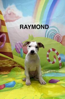 Pit Bull Terrier Dogs Available for Adoption in Urbana, Ohio - Raymond | PetCurious
