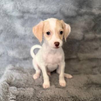 Mr. Smee -  Chihuahua and Mixed Breed Dog for Adoption in Las Vegas, Nevada - Mr. Smee | PetCurious