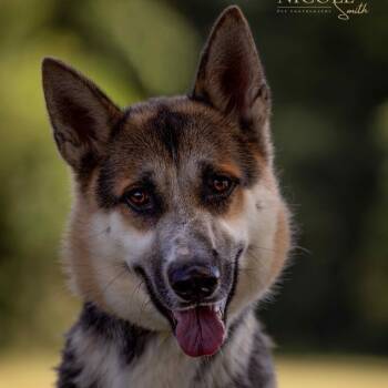 Rescue German Shepherd Dog Dogs for Adoption in Henderson, Kentucky - Prince | PetCurious