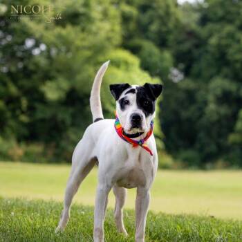Rescue Mixed Breed Dogs for Adoption in Henderson, Kentucky - Letch | PetCurious