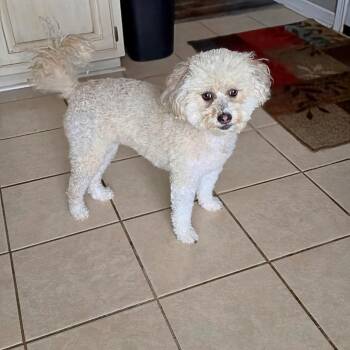 Bella -  Poodle Dog for Adoption in Pinson, Tennessee - Bella | PetCurious