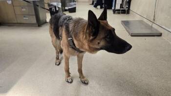 JENNI -  German Shepherd Dog Dog for Adoption in Riverside, California - JENNI | PetCurious