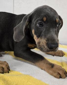 JIMMY -  Retriever and Great Dane Dog for Adoption in Sandusky, Ohio - JIMMY | PetCurious