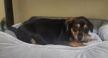 Victor -  Dachshund Dog for Adoption in West Palm Beach, Florida - Victor | PetCurious