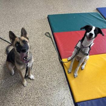 Adelaide -  German Shepherd Dog and Husky Dog for Adoption in Tempe, Arizona - Adelaide | PetCurious